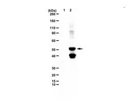 Methyl-Glutamine, Rabbit anti-All, Polyclonal, Millipore Sigma 25&mu;L;